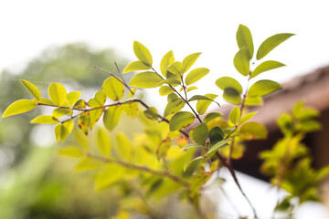 Obraz premium Close up of vibrant green leaves on a branch against a blurred background
