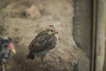 Isolated view of a small chicken bird in a rustic enclosure with another bird