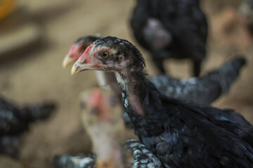 Close-up of a flock of young black chickens in a farm environment setting