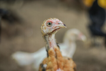 Curious Chick Portrait Close-Up in Farm Environment with Soft Background Detail