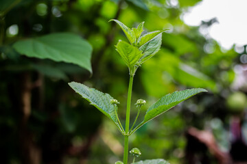 Close-up shot showcasing the vibrant green leaves and stems of a delicate plant