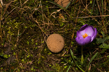 Top view close-up of a puffball mushroom and a crocus flower. Lycoperdon perlatum
