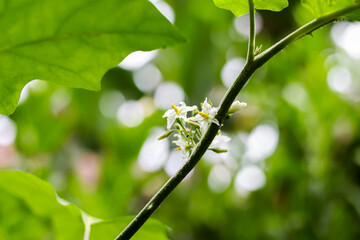 Eggplant flower blossoms growing wild with blurred greenery in background