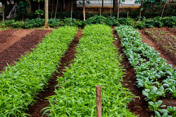 Lush organic vegetable garden featuring various crops in neat rows outdoors
