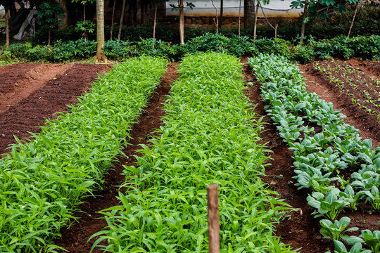 Lush organic vegetable garden featuring various crops in neat rows outdoors