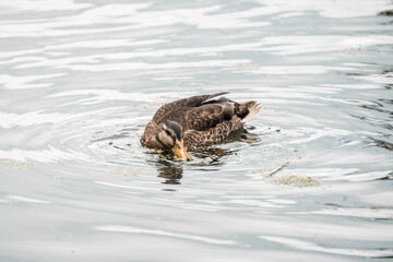 duck swimming in the water