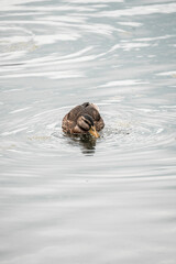 Fototapeta premium duck swimming in the water