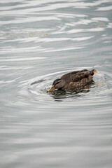 Fototapeta premium duck swimming in the water