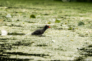 baby moorhen chick bird in the water