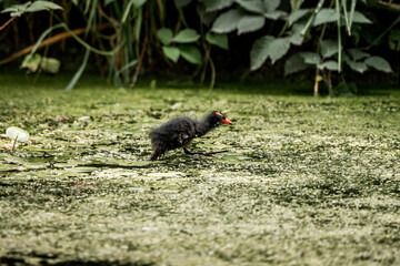 baby moorhen chick bird in the water