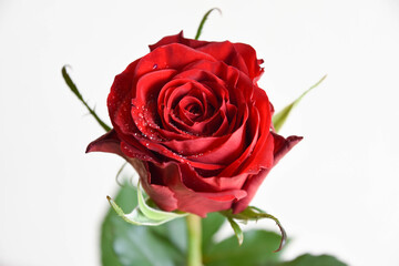 Fototapeta premium 赤い薔薇