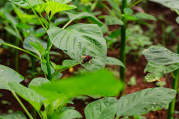 A hornet resting on green leaves in a garden creating a beautiful nature scene