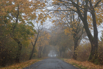 AUTUMN LANDSCAPE - Foggy weather and yellowed leaves on roadside trees