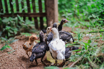 Flock of young chickens of various colors foraging in a natural setting at dawn