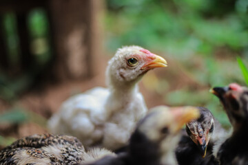 A group of baby chickens in a natural setting, showcasing rural life and poultry
