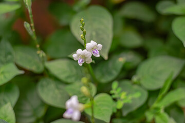 Delicate Asystasia Gangetica Flowers Blooming Amidst Lush Green Foliage in Natural Light