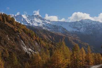 Snow-Capped Mountains and Yellow Autumn Forest in the Alps