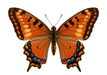 Isolated ulysses butterfly, open wing displaying vibrant orange with black and blue dots