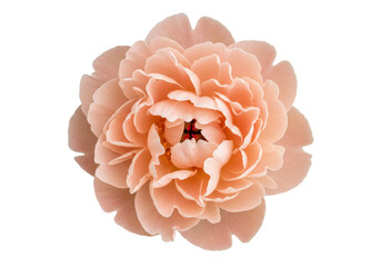 Isolated peach-colored peony bloom, soft delicate petals, floral arrangement, springtime blossom