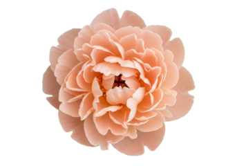 Isolated peach-colored peony bloom, soft delicate petals, floral arrangement, springtime blossom