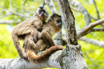 A mother and child tufted capuchin, also known as black-capped capuchin or brown capuchin or macaco-prego  (Sapajus apella) in a tropical forest from South America. Monkey in the rain forest. COP 30