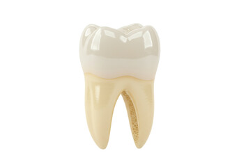 Isolated Dental Model of Molar Tooth Structure, Enamel and Root Anatomy, Ivory Color