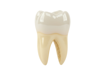 Isolated Dental Model of Molar Tooth Structure, Enamel and Root Anatomy, Ivory Color
