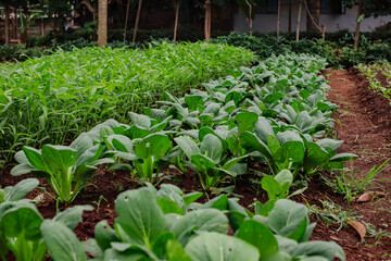 Vegetable garden flourishing with pak choi and water spinach cultivation scene
