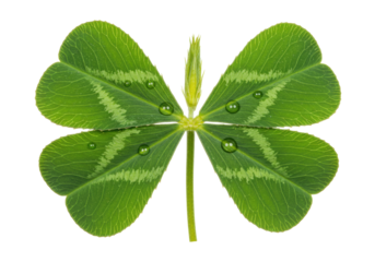 Isolated four-leaf clover, green petals, luck and hope symbol, water droplets and stem detail