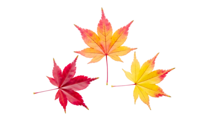 Three colorful maple leaves in autumn colors isolated on transparent background