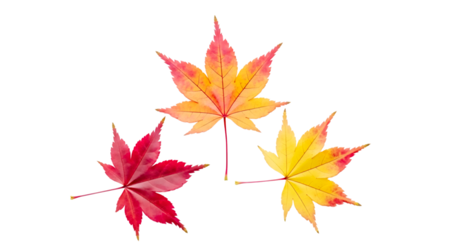 Three colorful maple leaves in autumn colors isolated on transparent background