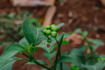 Nightshade plant with unripe green berries in natural environment setting
