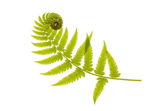 Isolated Unfurling Fern Frond Fresh Green Spring Growth, Fern Leaf Isolated, Botanical
