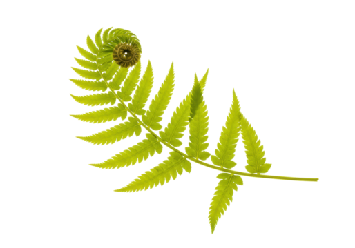 Isolated Unfurling Fern Frond Fresh Green Spring Growth, Fern Leaf Isolated, Botanical