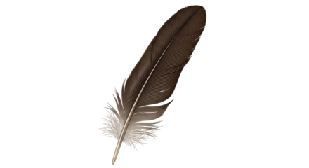 Isolated detailed brown feather art illustration, avian plumage, nature, soft quill design