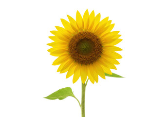 Isolated Sunflower Blossom Head, Helianthus Annuus Plant, Yellow Petals, Brown Center, Stalk
