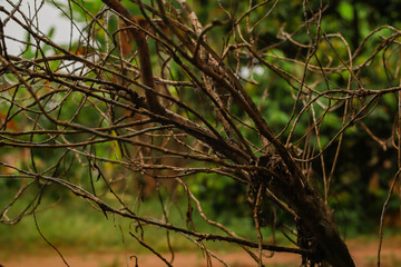 Intricate Branch Network The Veins of a Small Tree Against a Green Backdrop