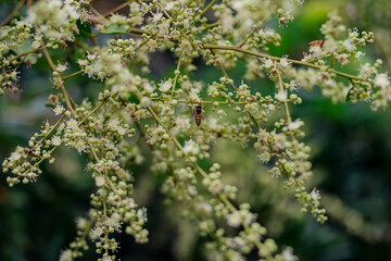 A bee pollinating delicate white flowers on a lush green tree branch during spring