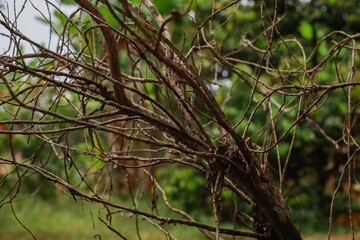 Intricate Pattern of Dry Branches against a Soft Green Backdrop Outdoors