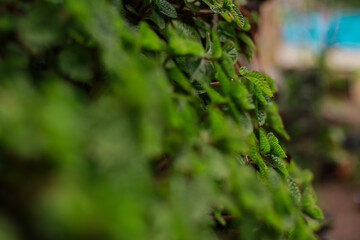 Close up shot of vibrant green leaves cascading from a natural surface