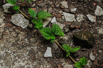 Resilience of Life A Green Vine Growing Through Concrete Debris and Rocks