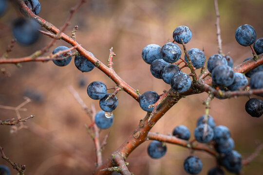 Close-up of wild blackthorn branch with blue sloe berries covered with rain drops. Prunus spinosa fruits used for making jams, gin, and natural medicine.