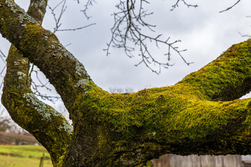 Tree branch covered with green moss and lichens in a meadow. Natural forest texture, ecological growth and peaceful countryside atmosphere in autumn or winter season.
