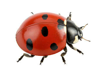 Isolated ladybug insect, closeup of red beetle with black spots, macro shot nature animal © Stefan