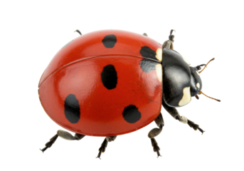 Isolated ladybug insect, closeup of red beetle with black spots, macro shot nature animal
