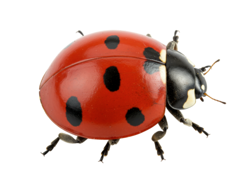 Isolated ladybug insect, closeup of red beetle with black spots, macro shot nature animal