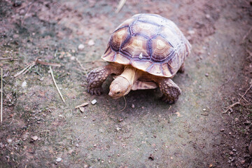 Giant adult turtle reptile on a green garden
