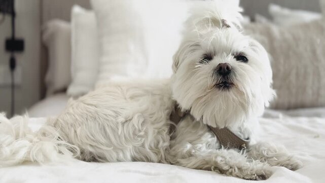 Cute Bichon Maltese Resting on Bed, Constantly Licking Nose &ndash; Showing Anxiety or Discomfort