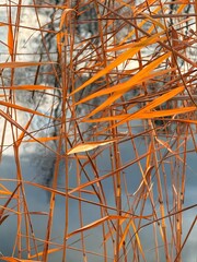 dry yellow reed grass on the pond