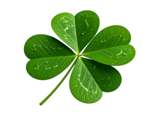 Green four-leaf clover with water droplets